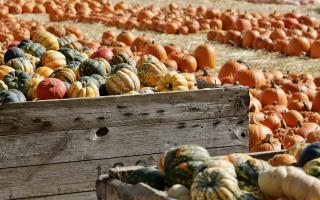 The Cammas Hall Farm Pumpkin Patch