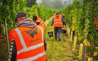 The harvest at Gunyah Vineyard