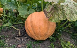 Visitors can buy pumpkins at the Gardens of Easton Lodge October open day