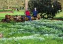 The Gardens of Easton Lodge in Little Easton are holding snowdrop open days in February