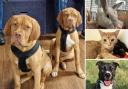 Could you give any of these Essex RSPCA pets a home?