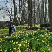 The daffodils are in bloom as the Gardens of Easton Lodge open for spring