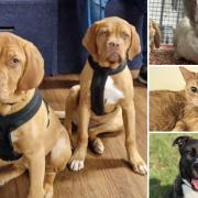 Could you give any of these Essex RSPCA pets a home?