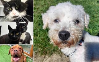 Can you help any of these Essex RSPCA pets find a home?