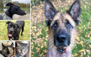 Can you help any of these Essex RSPCA pets find a home?